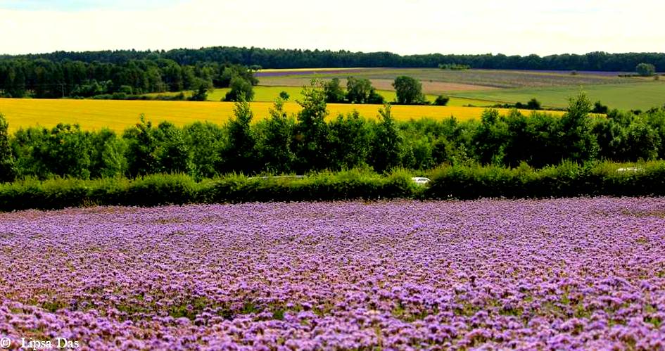 Lavender Fields 10