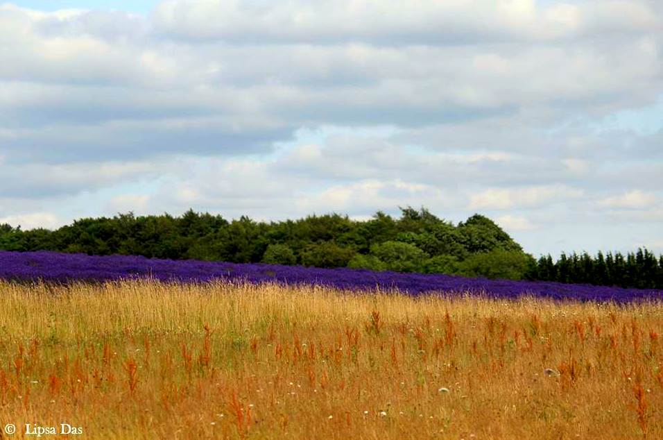 Lavender Fields 9